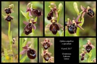 Ophrys-argolica-x-speculum2